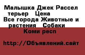 Малышка Джек Рассел терьер › Цена ­ 40 000 - Все города Животные и растения » Собаки   . Коми респ.
